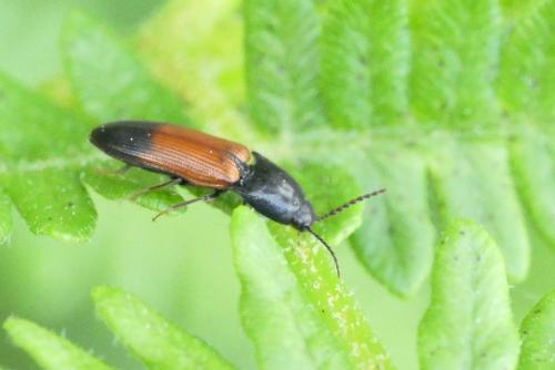 Ampedus balteatus